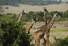 animals giraffes 1920x1200 wallpaper Art HD Wallpaper